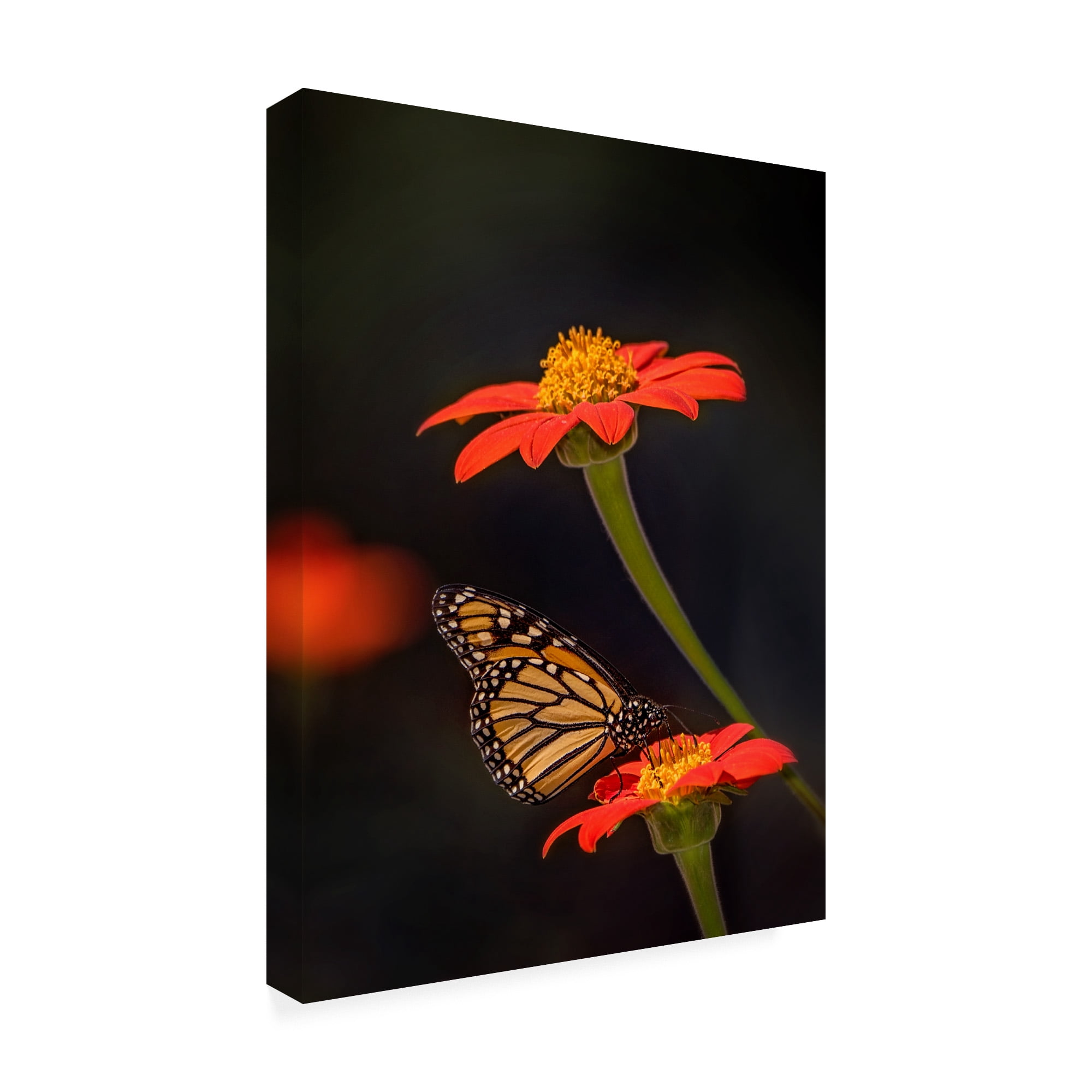 Trademark Fine Art 'Butterfly Portrait X' Canvas Art by PHBurchett