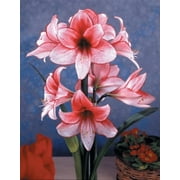 Charisma Amaryllis Bulb Single Blooming