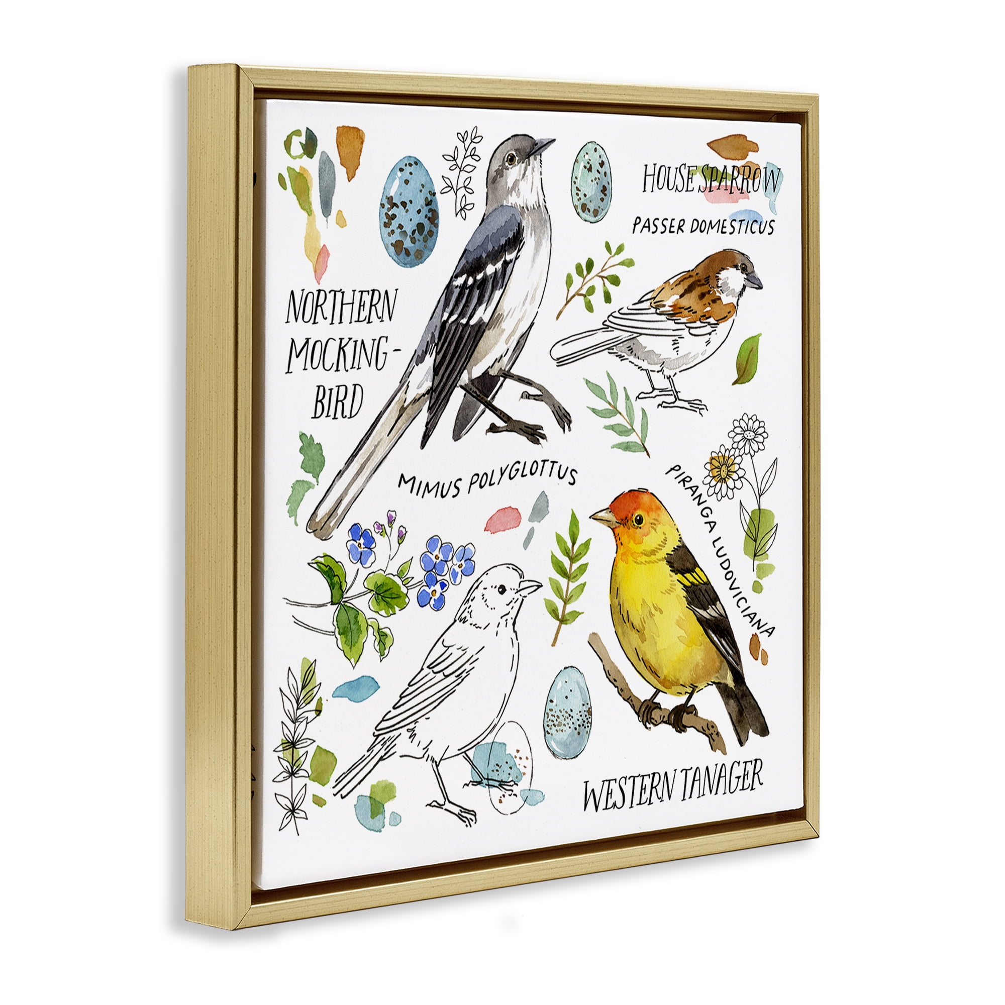 Stupell Industries Local Bird Diagram Animals Painting Gold Floater Framed Canvas Art Print Wall Art, 18 x 18