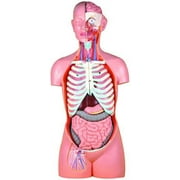 Wellden Medical Anatomical Classic Unisex Torso, 17-Part, Open Back, Life Size, 85cm