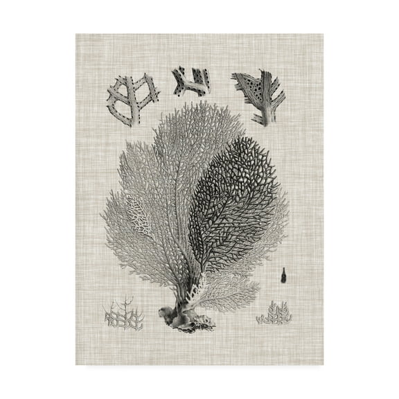 Trademark Fine Art 'Coral Specimen VI' Canvas Art by Vision Studio