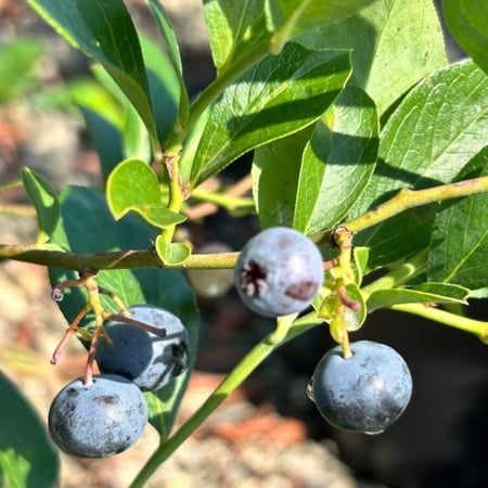 Premier Rabbiteye Blueberry - Vaccinium ashei 'Premier'