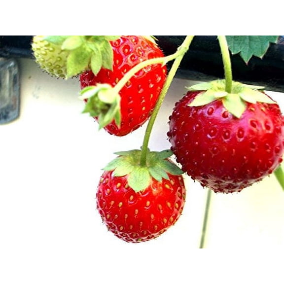 Seed Kingdom 40 Great Heirloom Strawberry Alpine Planting Seeds