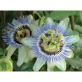 thumbnail image 3 of Passion Fruit Plant - Live Plant in a 6 Inch Growers Pot - Edible Fruit Bearing Vine for The Patio and Garden, 3 of 7