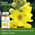 thumbnail image 4 of Mullein Leaf Gummies, GreenPeople Mullein Leaf Extract 2000mg Herbal Dietary Supplement, Healthy Respiratory, 120 Count (60 Count*2), 4 of 5