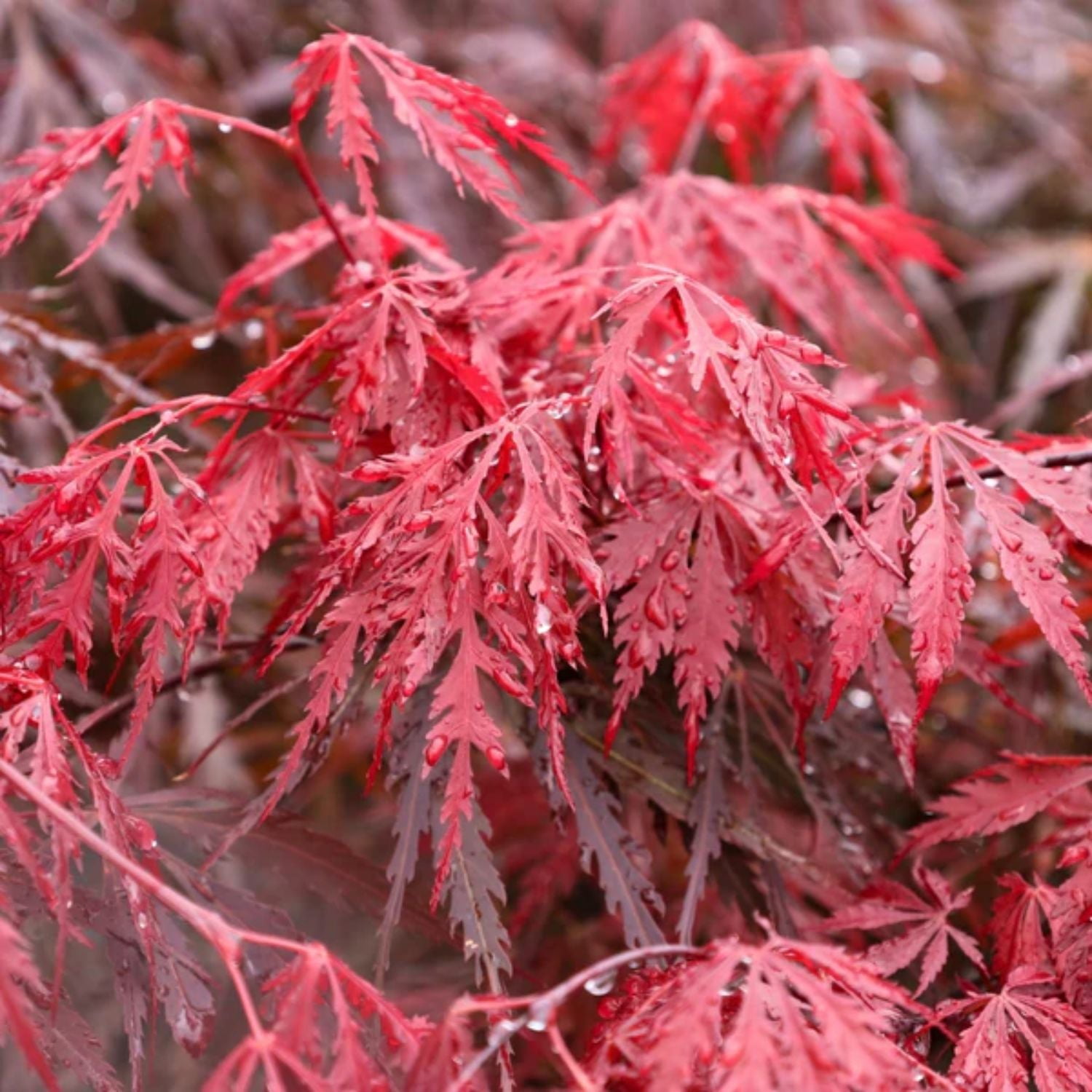 Expert Gardener 4-5' Maple Japanese Tamukeyama Live Tree in 2 gal. Grower Pot