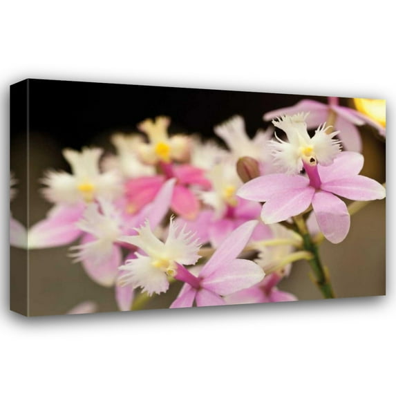 Dana Styber 18x13 Gallery Wrapped Canvas Wall Art Titled - Orchid Chorus
