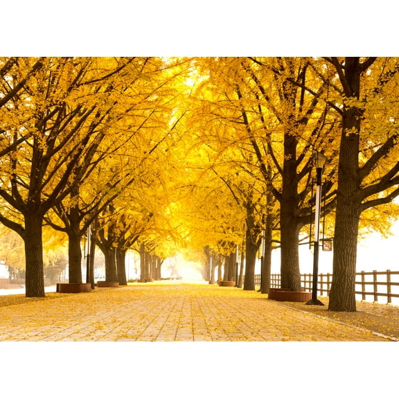 Gingko Live Tree Seedlings | No Ship to California | Ginko Trees (2 Seedlings)