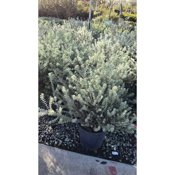 Westringia fruticosa 'Smokey' 5 gallon pot - Get similar