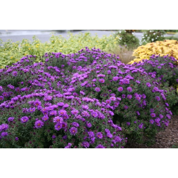 N.E. Aster 'Purple Dome' -Live Starter Plant