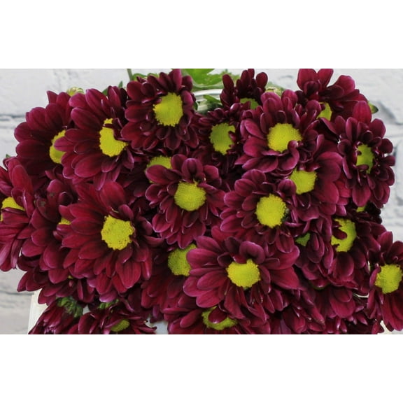 Real Touch Flowers - Fresh & Natural Pompon Daisy Burgundy - 1 Bunch (10 stems)