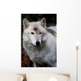 thumbnail image 1 of White Wolf Wall Mural Decal Sticker, Wallmonkeys Peel & Stick Vinyl Graphic (24 in H x 16 in W, 1 of 4