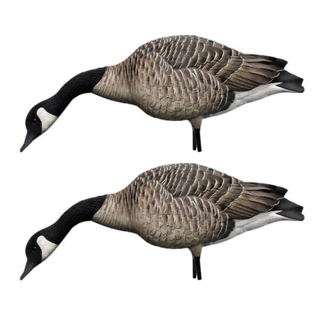 Avian X AXP Honkers Full Body Realistic Canada Goose Decoys Pack 2 Pack