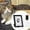 B, variant on Pet Memorial Print Making Keepsake Set with Photo Frame and Ink Pad for Lasting Impressions of Your Dog or Cat