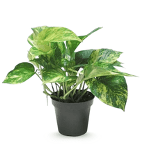 Golden Pothos Plant Live 3–5 Inch Tall, Pothos Trailing Plant for Home or Office