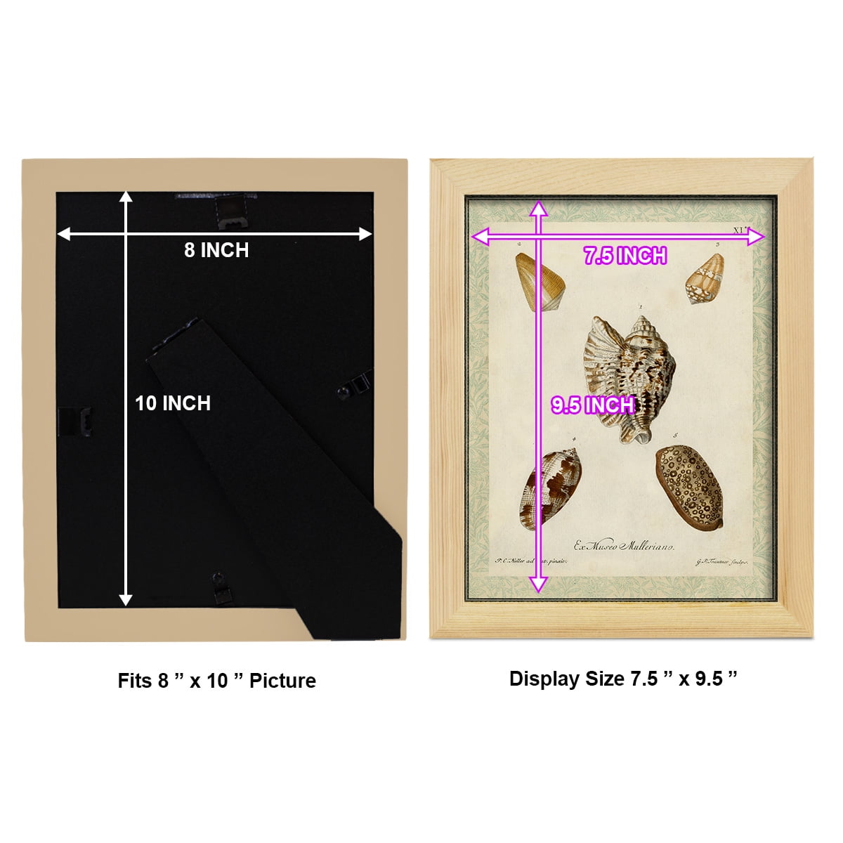 Bookplate Shells II - Framed Print w/glass - Natural Wood