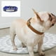thumbnail image 4 of Collar para perro pequeño y cómodo de cuero suave al tacto, acolchado, ajustable, duradero, anillo de lazo de aleación antioxidante, 4 of 5