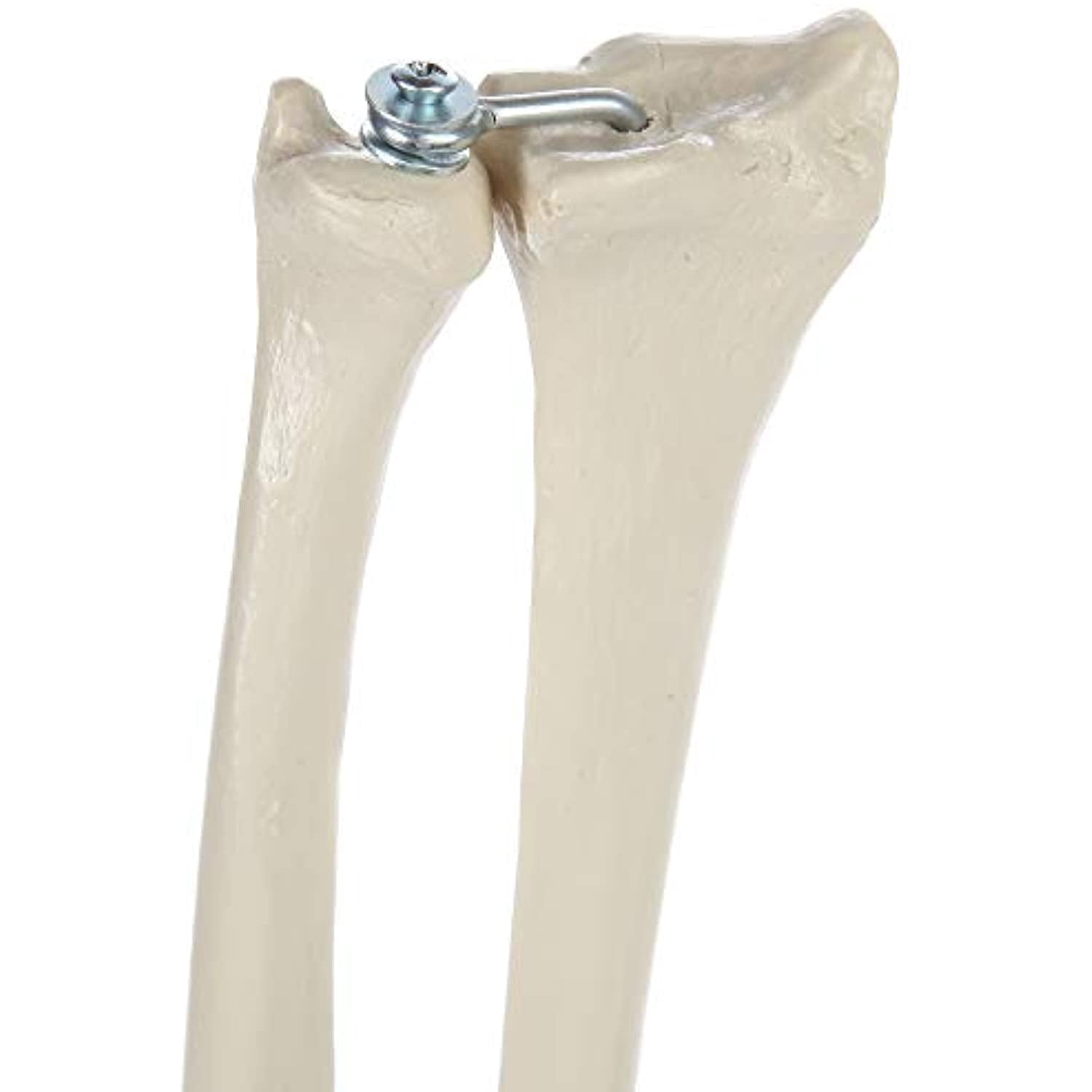 Rudiger Anatomie Functional Elbow Joint with Ligaments