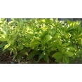 thumbnail image 4 of Longevity Spinach - 40 Live Starter Plants - Gynura Procumbens - Grow Your Own Vegetables and Fruit in The Garden or Patio, 4 of 5