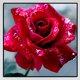 thumbnail image 3 of Pintura de Diamante Wdftyju Rosa Flor Rhinestone Bordado Decoración del Hogar, 3 of 9