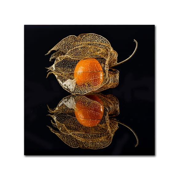 Trademark Fine Art 'Physalis' Canvas Art by Klaus Grosshanten