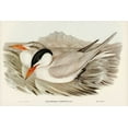 thumbnail image 2 of Gould, John 32x23 White Modern Wood Framed Museum Art Print Titled - Powerful Tern-Sylochelidon strenuus, 2 of 4