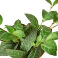 thumbnail image 3 of Lipstick Black Pagoda, 4" Pot, Indoor Houseplant, Easy Care, Live Plant for Indoor & Outdoor, 3 of 7
