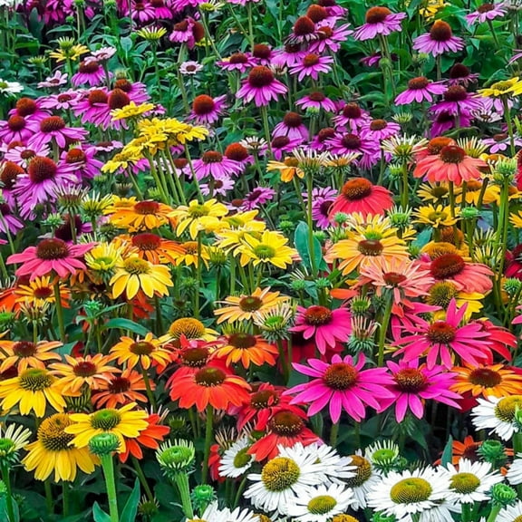 1000 Coneflower Seeds for Planting - MVR1 Echinacea Seeds Perennial Bloom Flowers Rare Echinacea Flower Non-GMO Perennial Coneflower Garden Outdoor