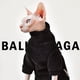 thumbnail image 5 of Billuyoard Suéter para Gato, ropa cómoda y fácil de limpiar para gatos, paño para gatos pequeños Ropa para mascotas marrón S, 5 of 6