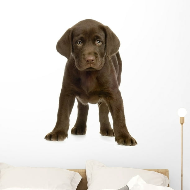 Chiot Labrador Devant One Wall Decal By Wallmonkeys Peel And Stick Graphic 36 In H X 36 In W Wm Walmart Com Walmart Com