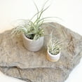 thumbnail image 6 of Altman Plants 4" Tillandsia Live Air Plants (12 Pack), 6 of 13