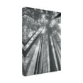thumbnail image 2 of Alan Majchrowicz 'Fir Trees II BW' Canvas Art, 2 of 3