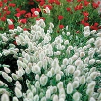 Bunny Tails Lagurus Ovatus [25 Seeds]
