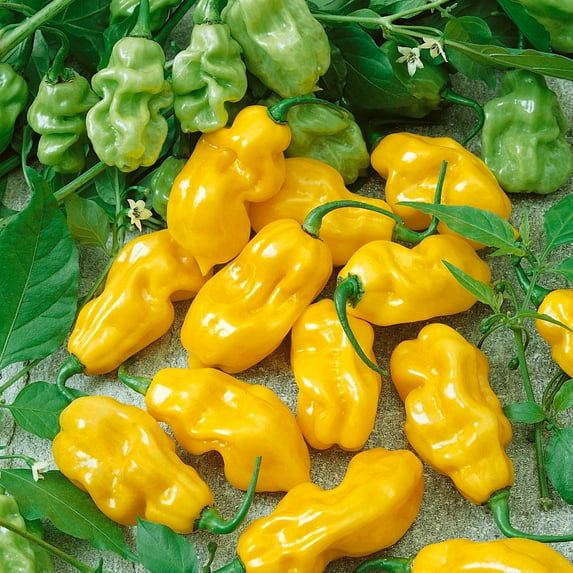 Habanero Sweet Yellow Hot Pepper Seeds - 5 Lb Bulk ~400000 Seeds - Non-GMO - Vegetable Garden - Capsicum chinense
