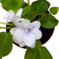 thumbnail image 4 of Harmony Foliage Mini African Violet Rob's Humpty Doo 2 inch White Flower, 4 of 9