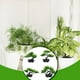 thumbnail image 5 of Matsuzay Faux Tree Artificial Plant Green Pot Garden Decor DIY Prop Oficina Hotel Sala de estar Pasillo Decorativo Calcomanía para el hogar Decoración tipo 4 Matsuzay HA083962-04, 5 of 6