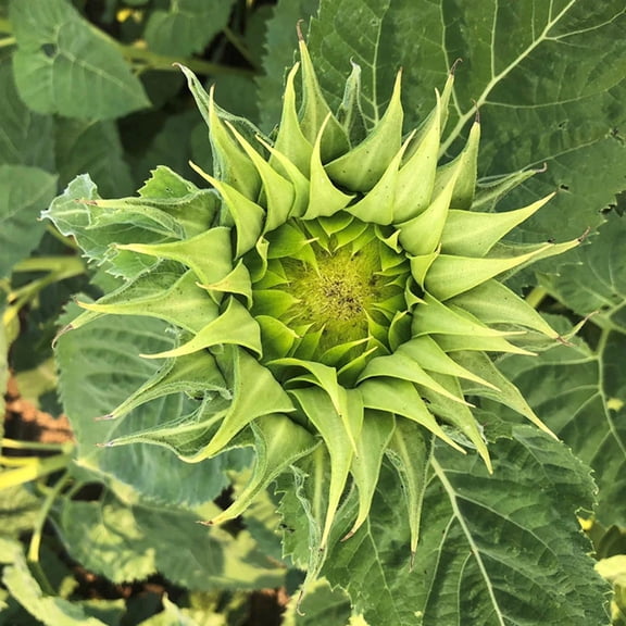 Harris Seeds - Sunflower SunFill Green F1 Seeds - 250 Seeds