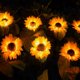 thumbnail image 3 of Solares De Girasol Para Jardín, Luces Led Solares Impermeables, Iluminación Decorativa Para Exteriores Para Patio, Césped, Jardín, Camino 44596 Luces Moyic HA046509-02, 3 of 6