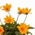 thumbnail image 2 of Expert Gardener QT Yellow Coreopsis Live Plants with Grower Pot, 2 of 2