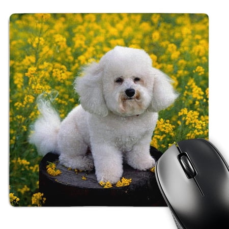 3dRose  Bichon Frise  MousePad price history on PriceWatchPro
