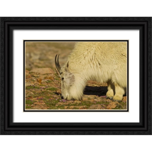 Illg, Cathy and Gordon 32x23 Black Ornate Wood Framed with Double Matting Museum Art Print Titled - CO, Mount Evans Mountain goat feeding on flowers
