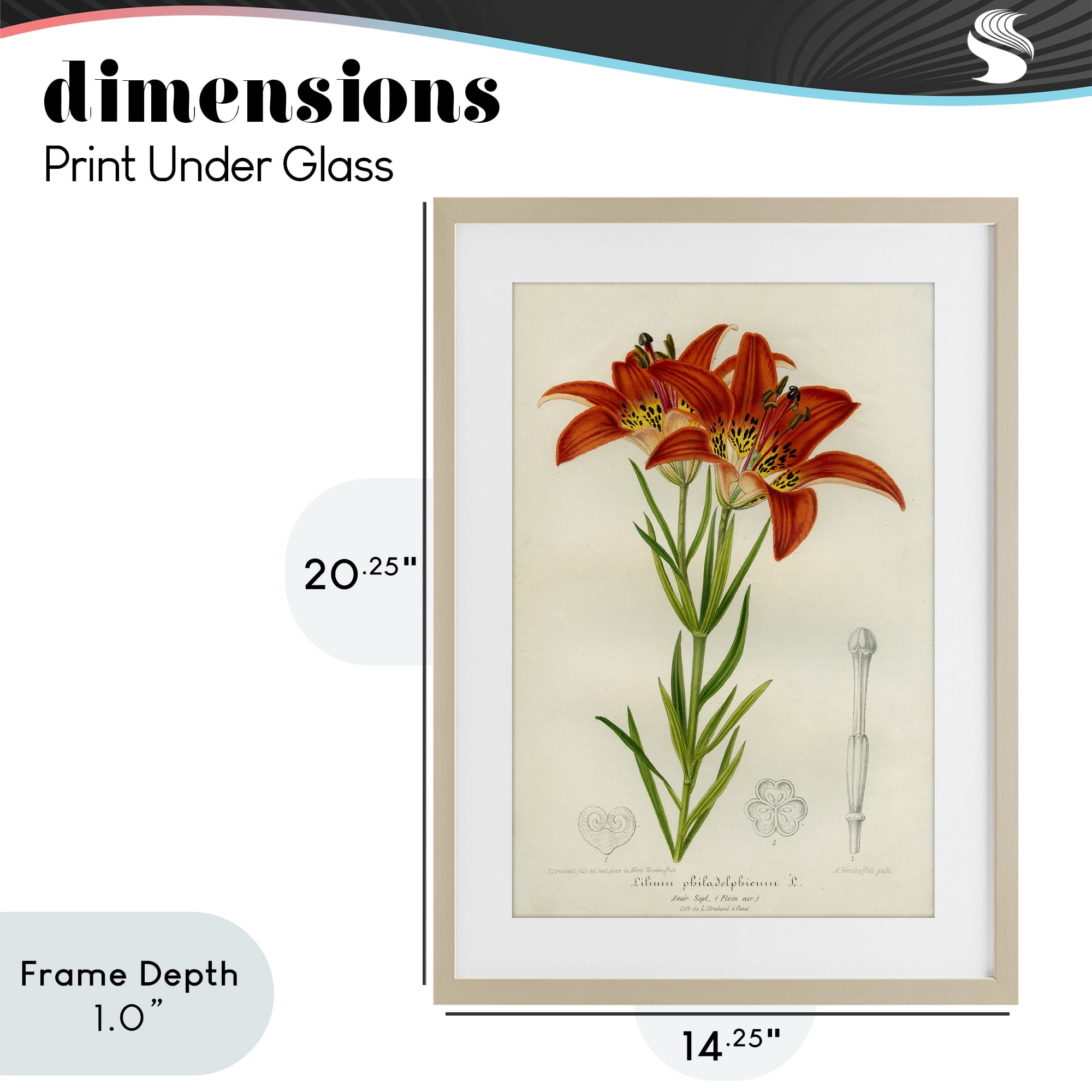Stupell Industries Western Red Lily Birch Framed Print Under Glass, design by Print Collection