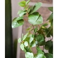thumbnail image 5 of Artificial Plant Faux Bauhinia Leaf 34" Tall, 5 of 6