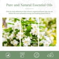 thumbnail image 6 of PHATOIL Jasmine Essential Oils Perfect for Aromatherapy, Humidifier, Spa Massage, Bath, 100ml/3.38 fl.Oz, 6 of 7