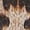 Leopard print suspen-S, variant on Fashionable Women's Shorts In Low Rise Styles With Sequins And Leopards Print Short Pant For Casual Or Party Wear
