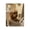 Curious Dog Bath Reading, variant on Stupell Industries Eclectic Dog & Paper on Toilet Black Floating Frame Canvas Art, 17 x 21, by Abigail Walker