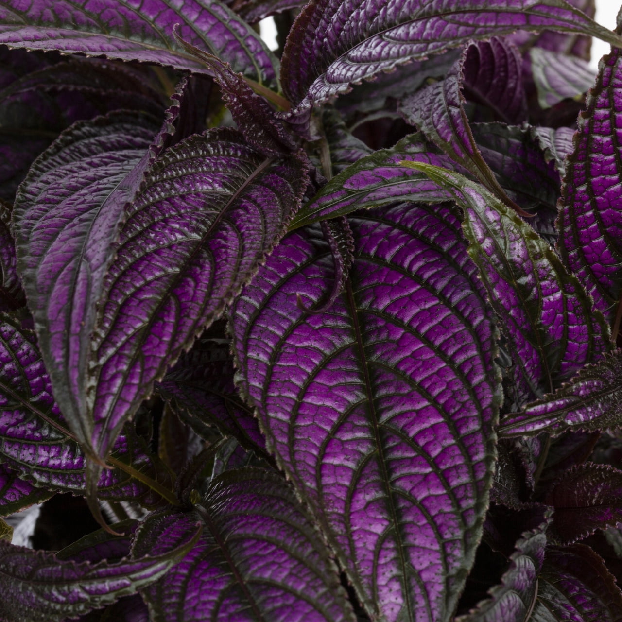 Expert Gardener 2.5QT Purple Strobilanthes Live Annual Plant Sun 3-Pack
