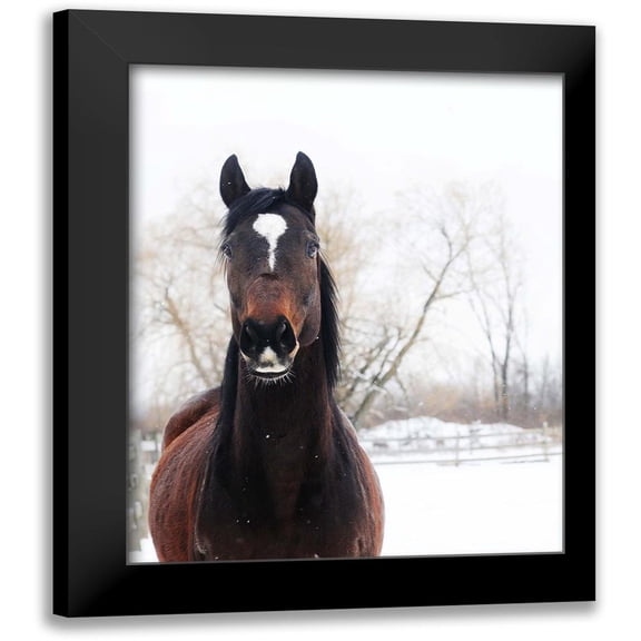12x14 Black Modern Framed Museum Art Print Titled - Stable Brown Horse