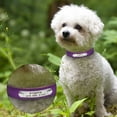 thumbnail image 7 of Beirui PU Leather Personalized Dog Collars Free Engraving Pet Name Soft Customized Cat ID Collar Adjustable Yorkshire, 7 of 7