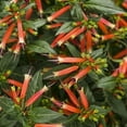 thumbnail image 5 of Firecracker Plant I 30 Live Plants I Russelia Equisetiformis I Vibrant Red Tubular Flowers, Hummingbird Attracting, Heat-Tolerant, Perfect for Borders and Containers, 5 of 9